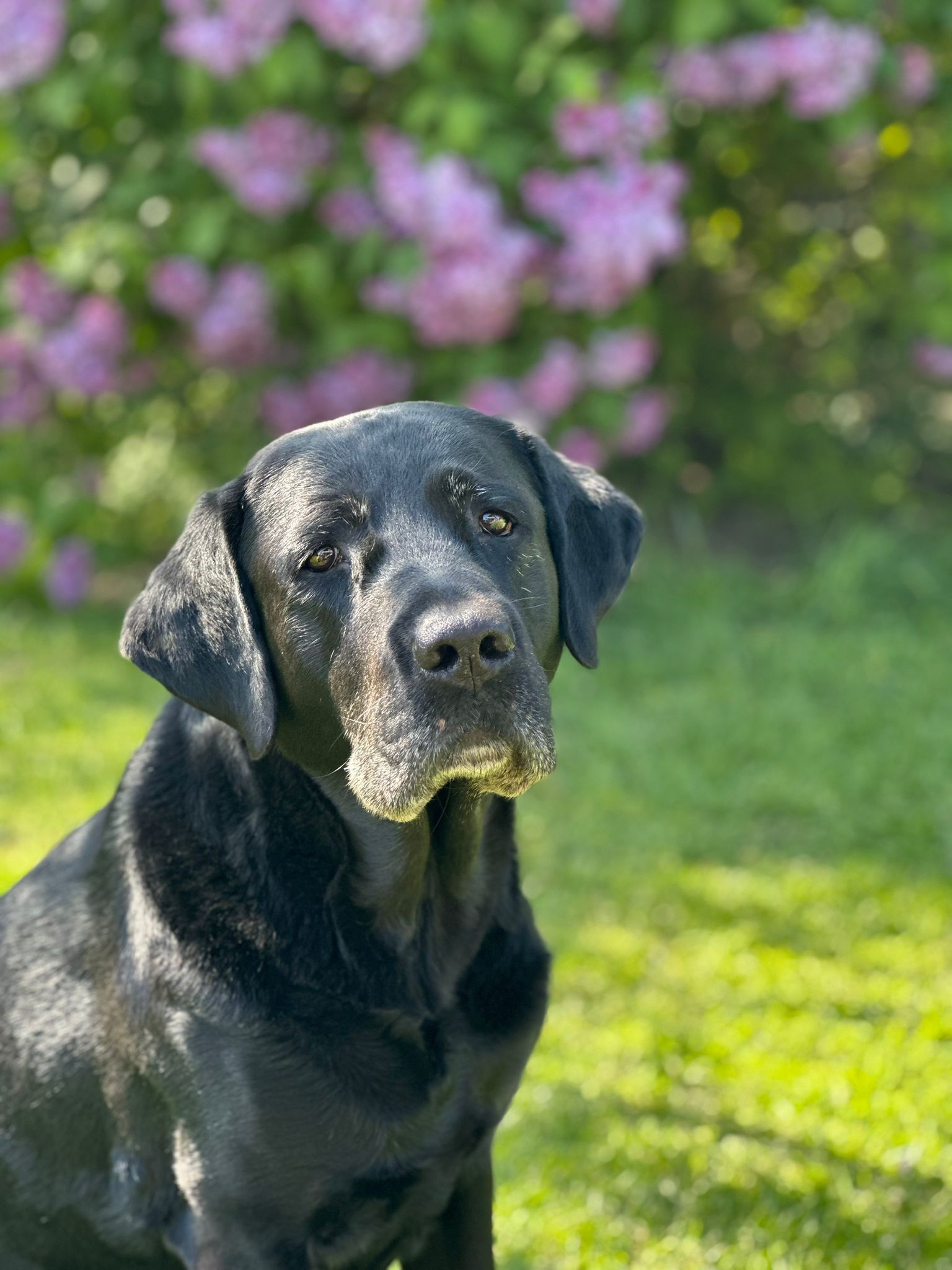 Hunde