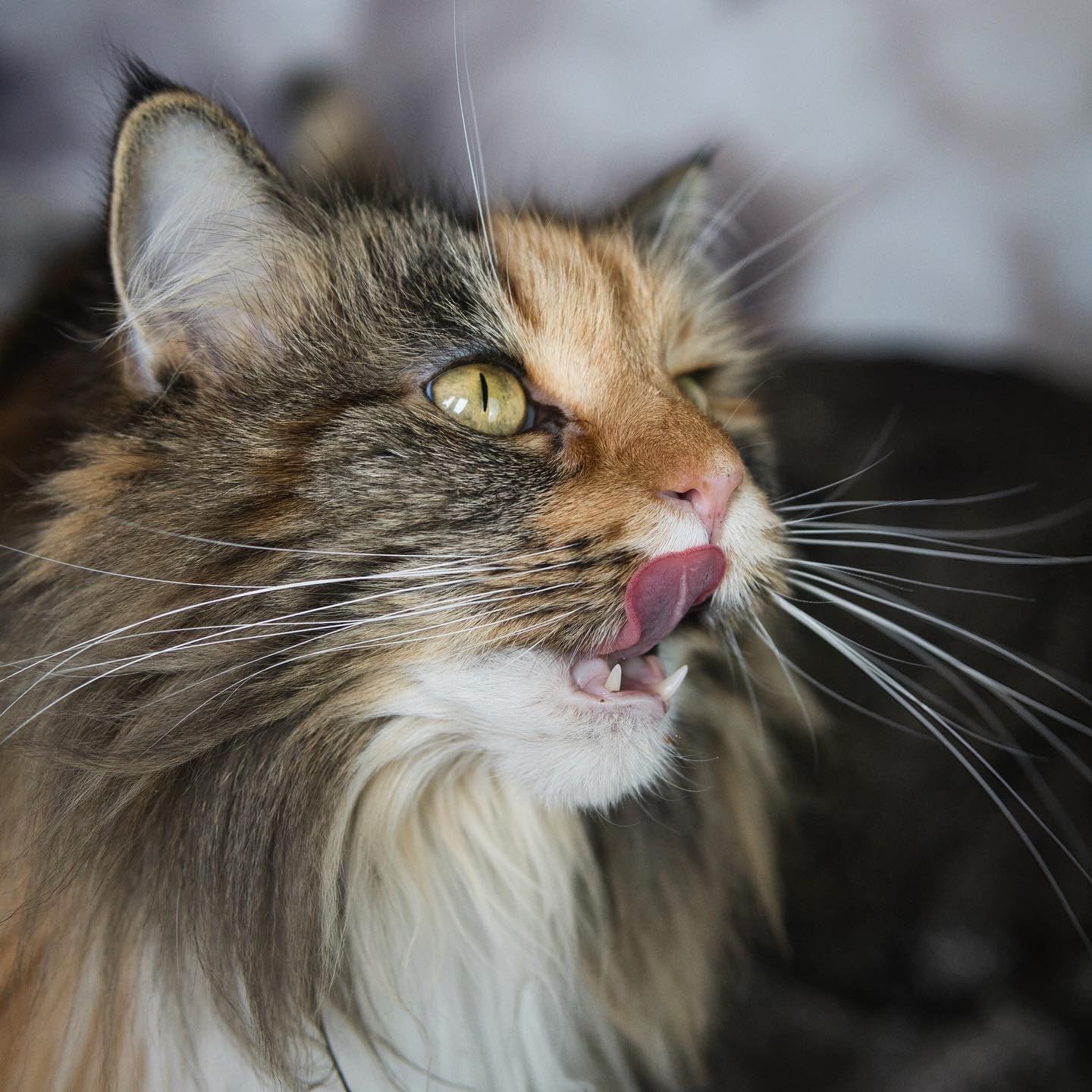 Katzen