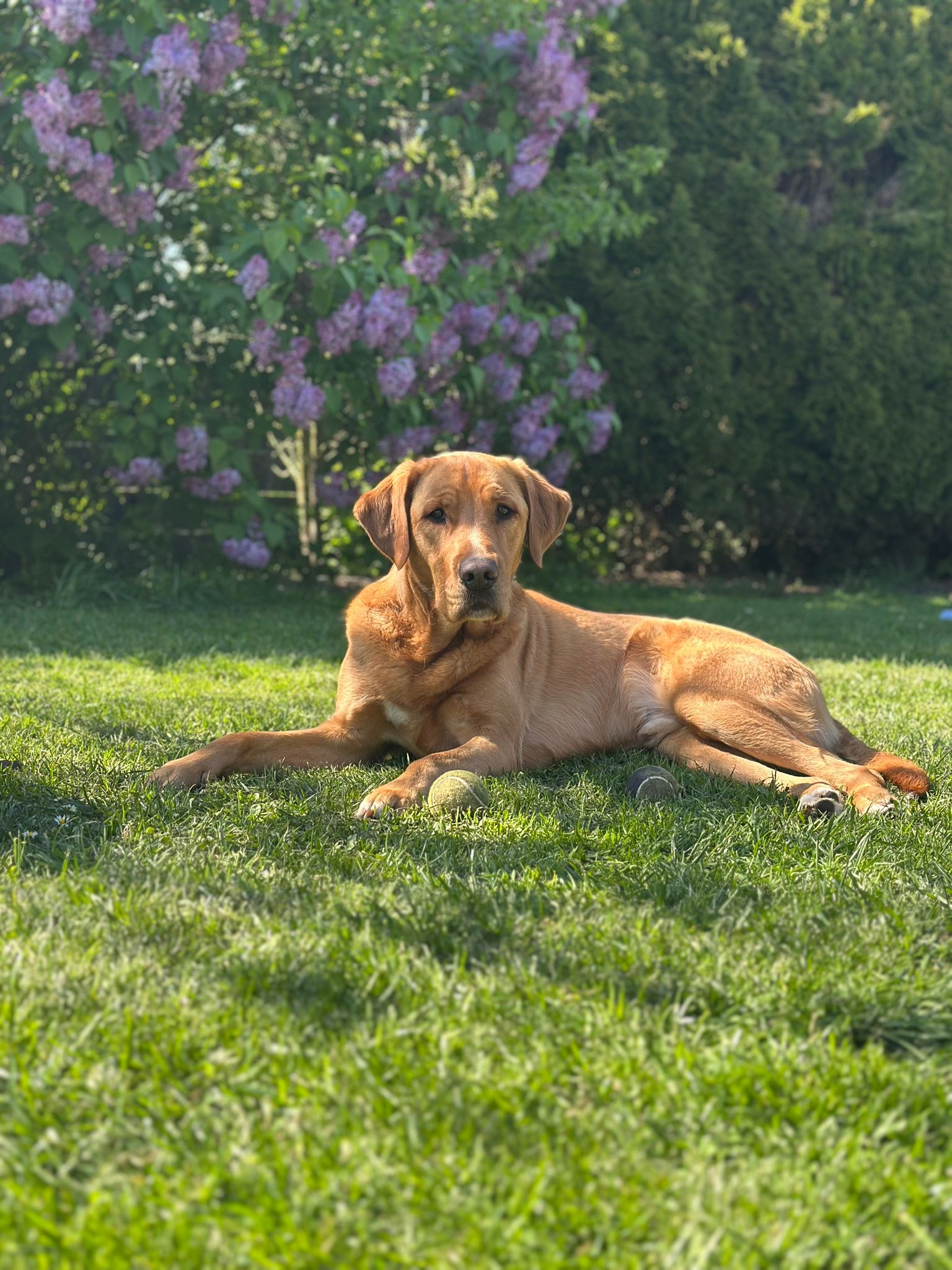 Arbeit mit Hunden